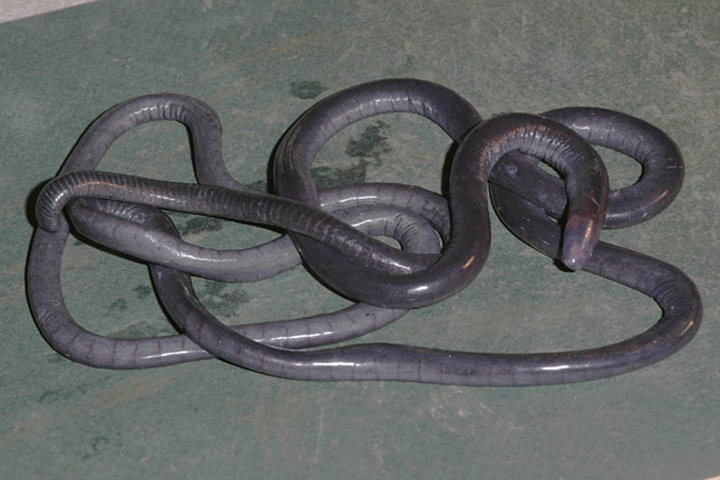 Червяги (лат. Caecilidae)