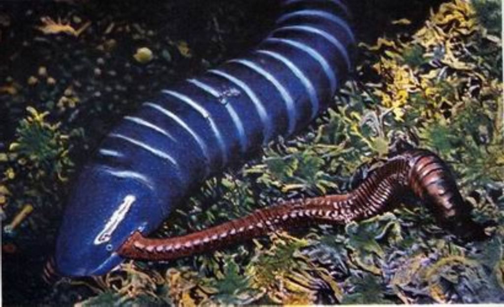 Питается червяга более мелкими братьями по классу и несекомыми.