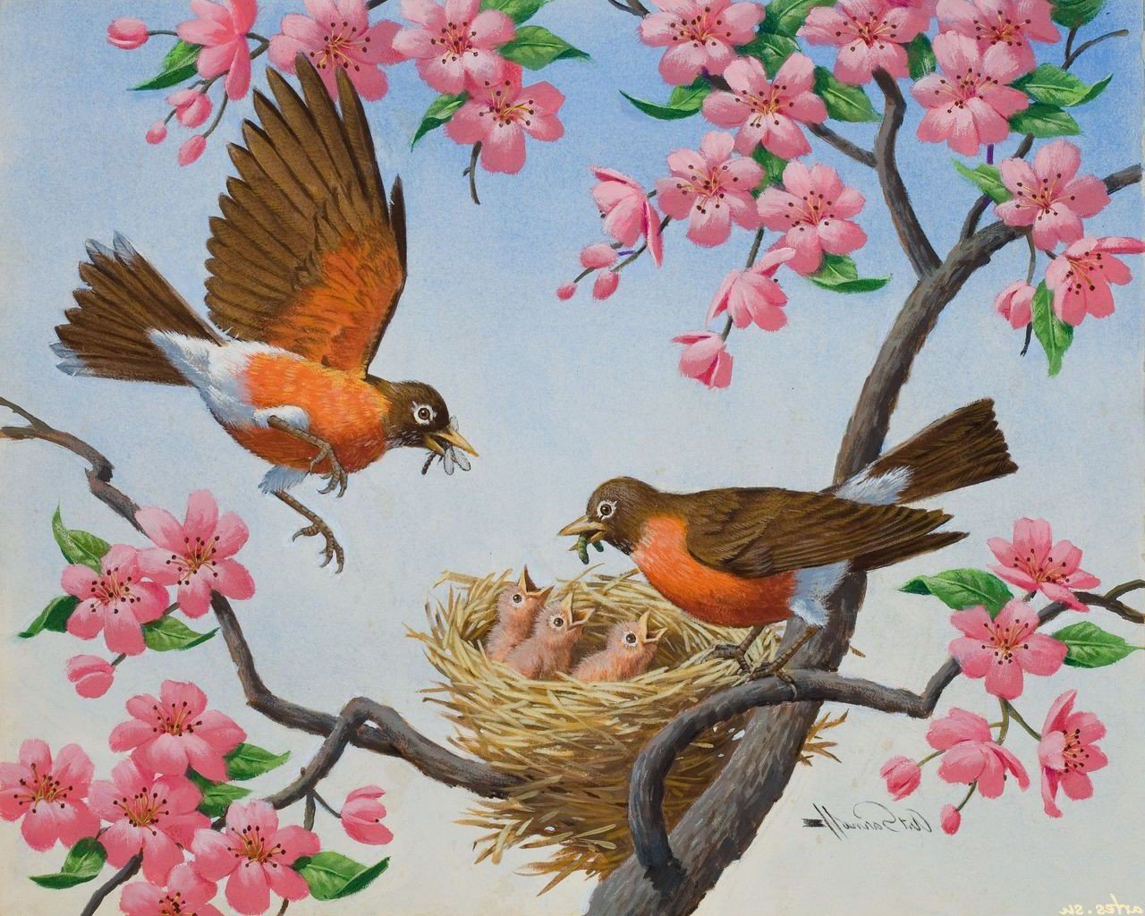 У малиновок обычно от трех до пяти птенцов. У малиновок обычно от трех до пяти птенцов.