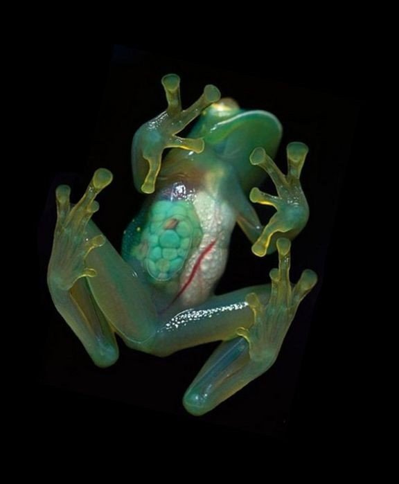 Эволюция - вещь, вроде бы разумная и логичная. Зачем квакушке такой прибамбас - в виде прозрачной кожи - нам остается лишь только гадать. Эволюция - вещь, вроде бы разумная и логичная. Зачем квакушке такой прибамбас - в виде прозрачной кожи - нам остается лишь только гадать.