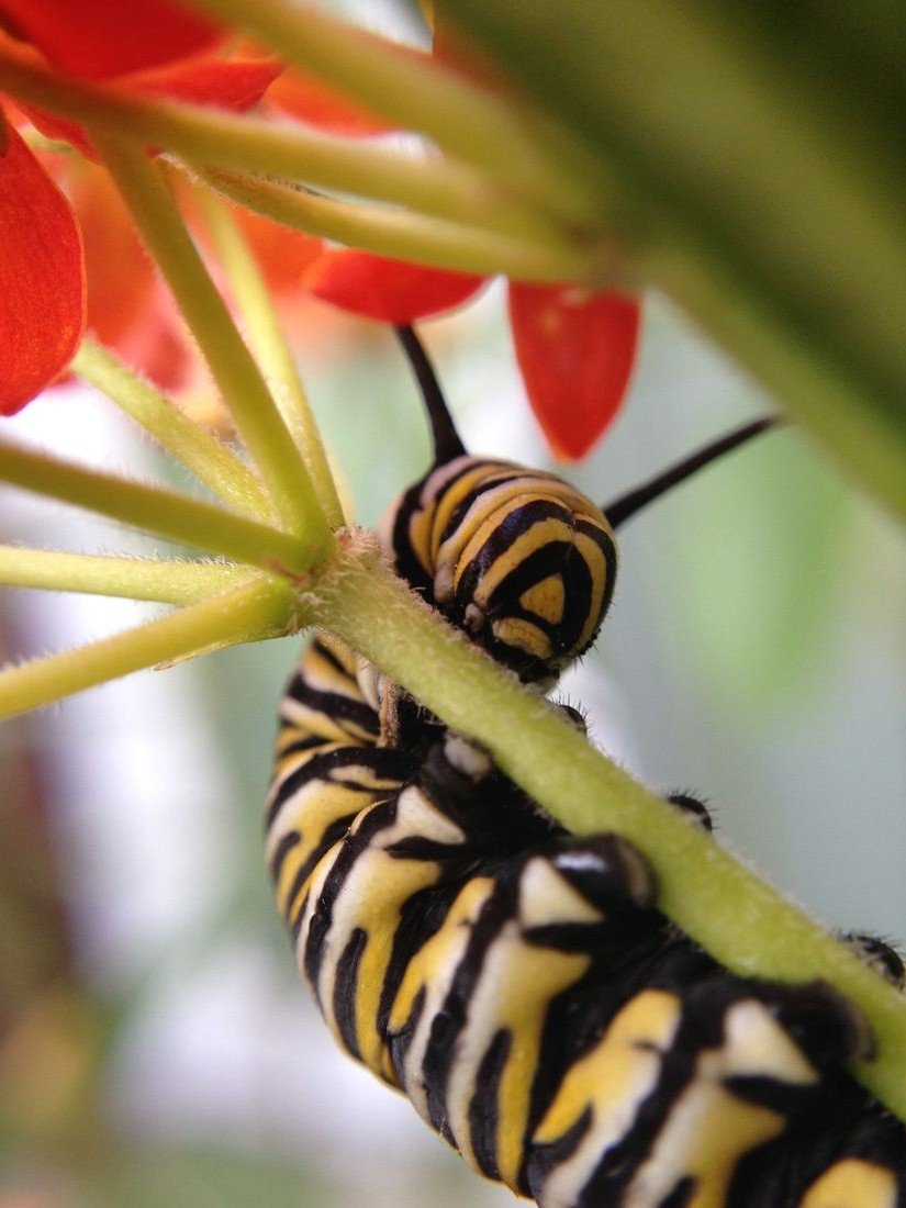 Гусеница монарха.