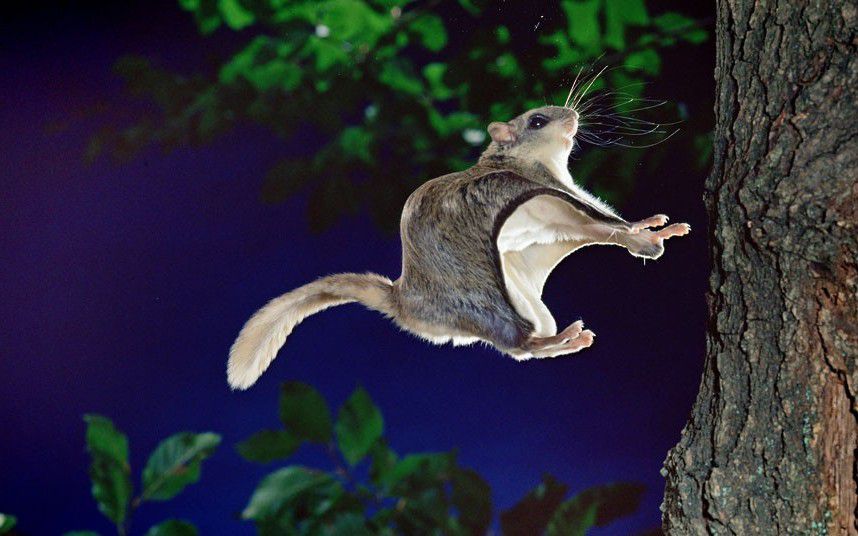 При приземлении белки-летяги хорошо видно роль хвоста и складки-крыла.