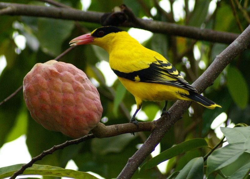 Китайская черноголовая иволга. Китайская черноголовая иволга.