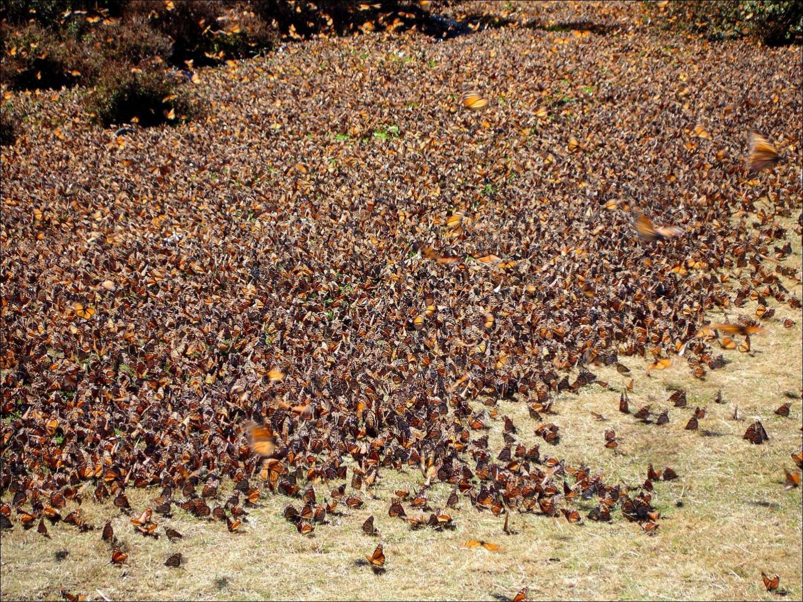 Скопление данаид в период наблюдения