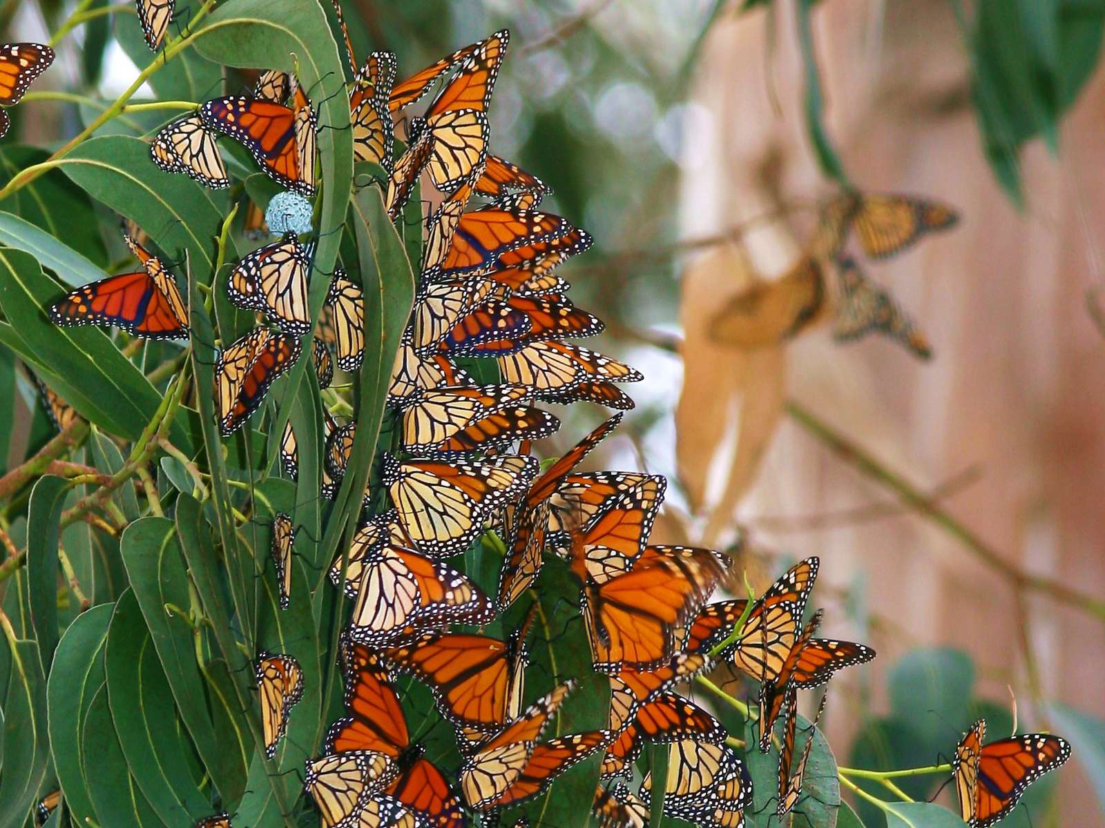 Сказка природы в каждом листочке, в каждом творении.