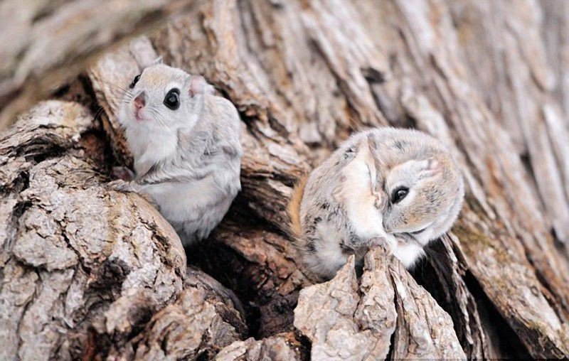 Семейство белок-летяг отдыхает в укромном месте.