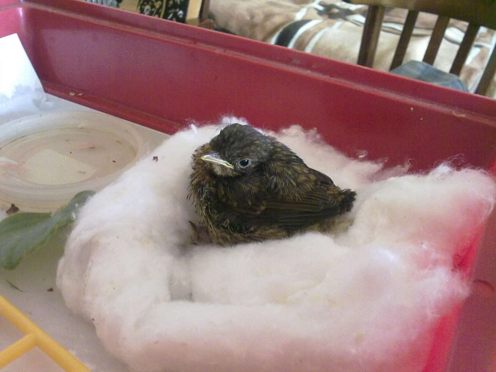 Курица малиновка, выпавшая из гнезда в заботливых руках. Курица малиновка, выпавшая из гнезда в заботливых руках.