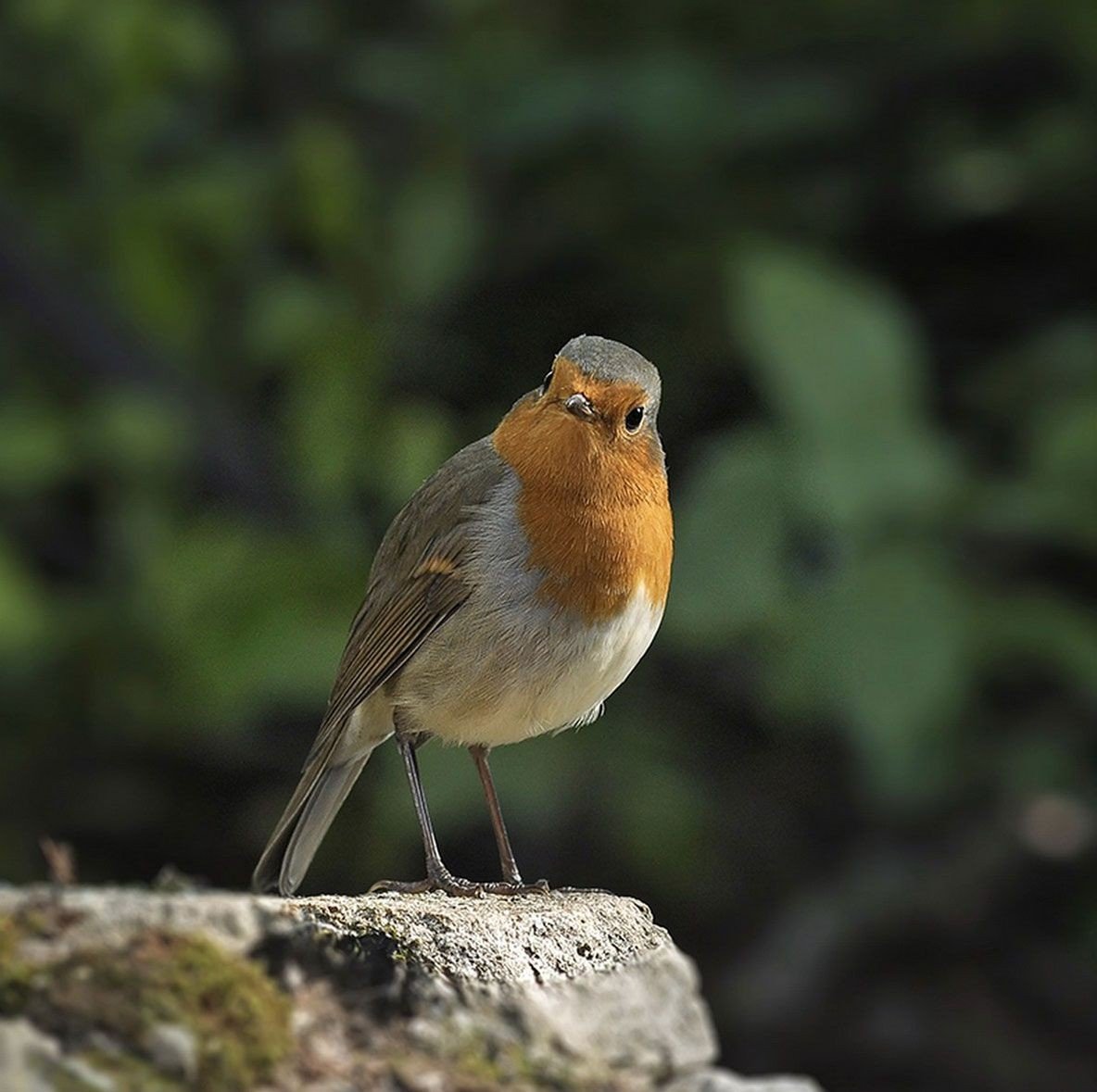 Малыш приносит много радости людям своей волшебной песней. Малыш приносит много радости людям своей волшебной песней.