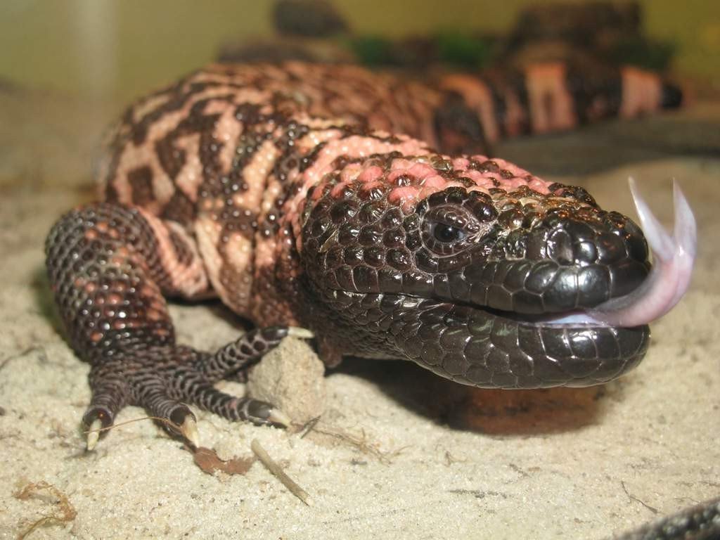 Язык животного очень похож на змеиный.