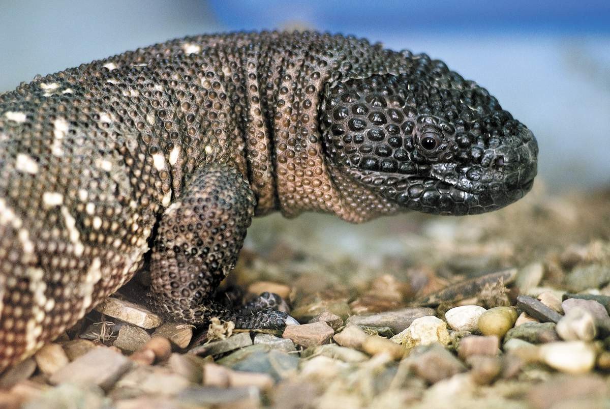 Эти ящерицы - самые настоящие хищные животные.