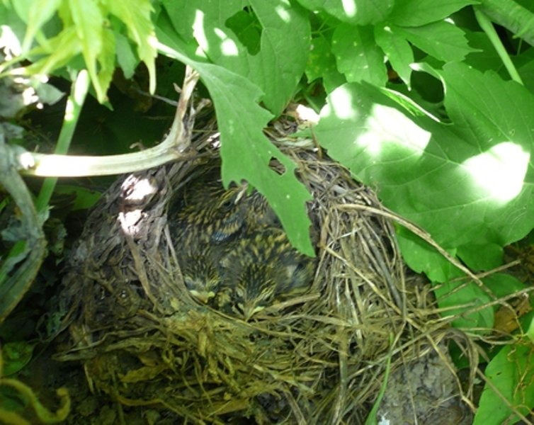 Гнездо варакушки на земле очень незаметно. Гнездо варакушки на земле очень незаметно.
