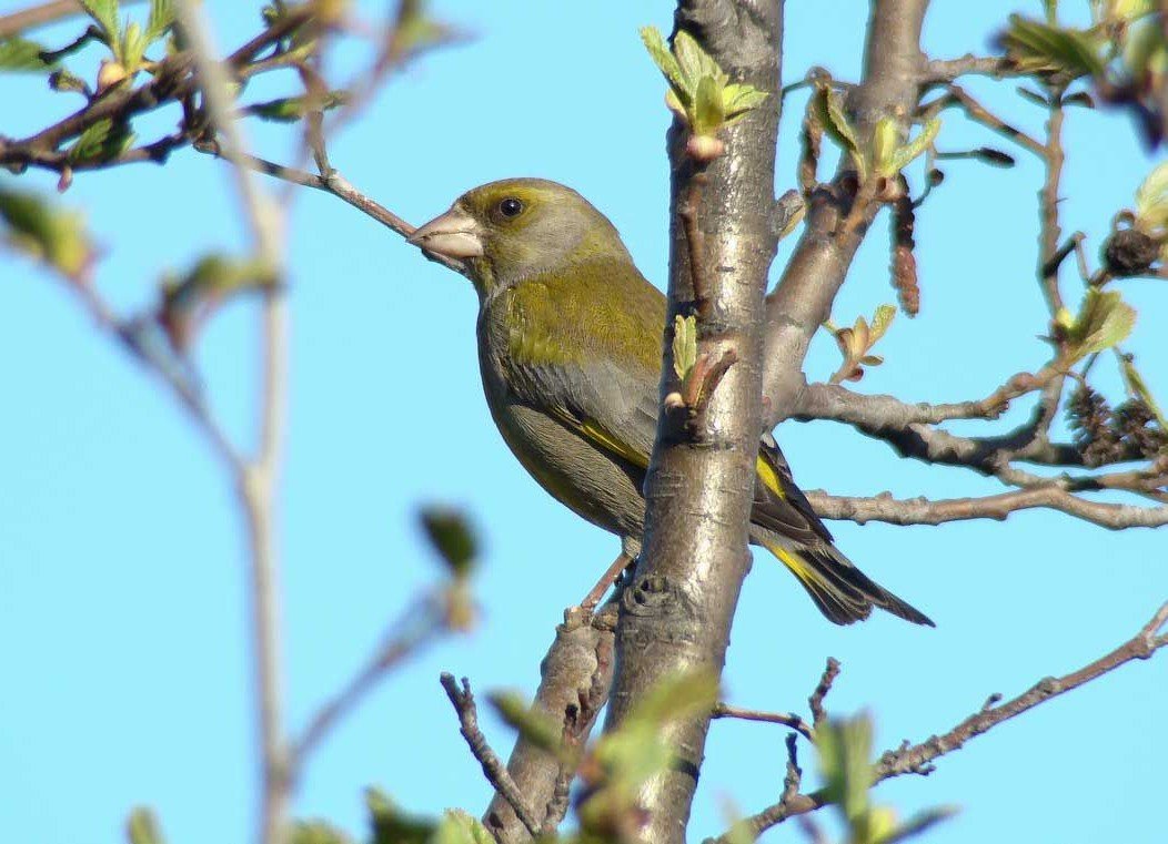 Зеленушки предпочитают жить в парках и садах.