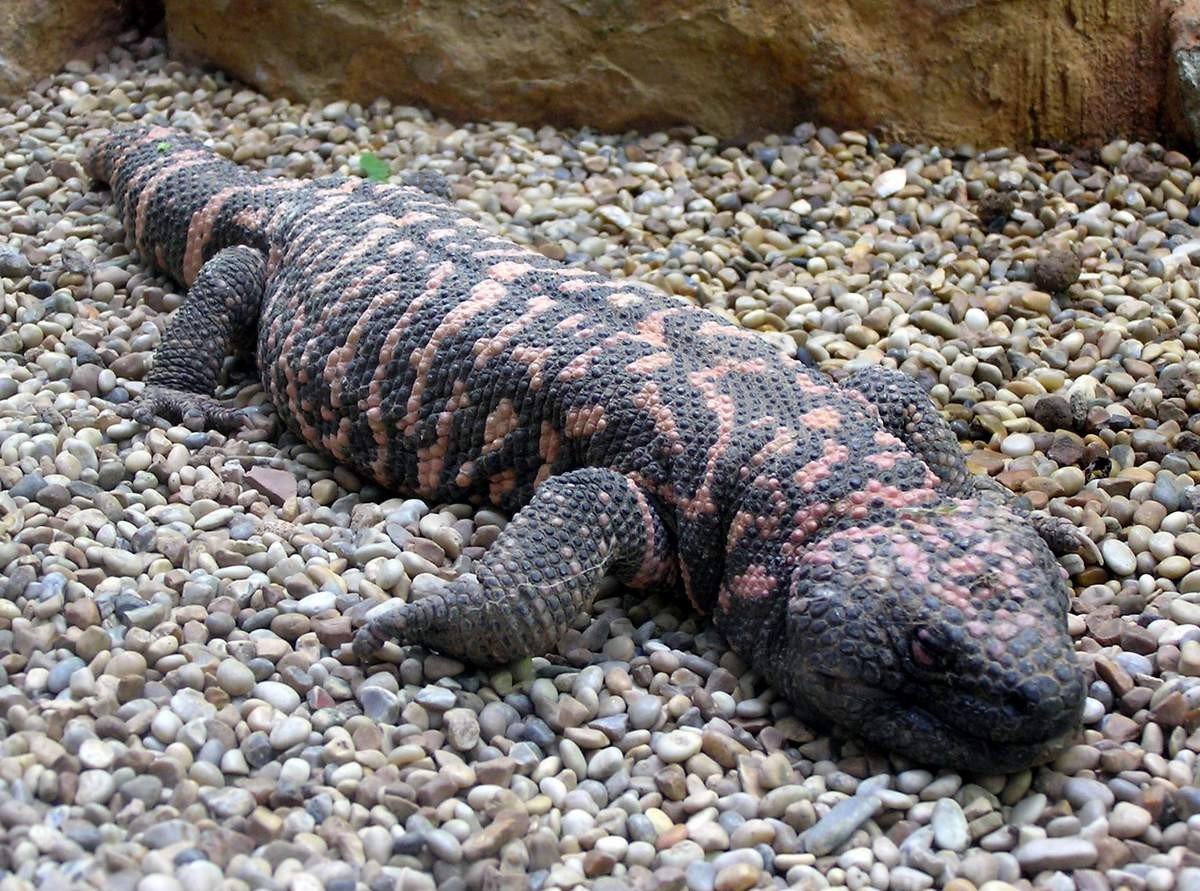 Ядозуб - ночное животное.