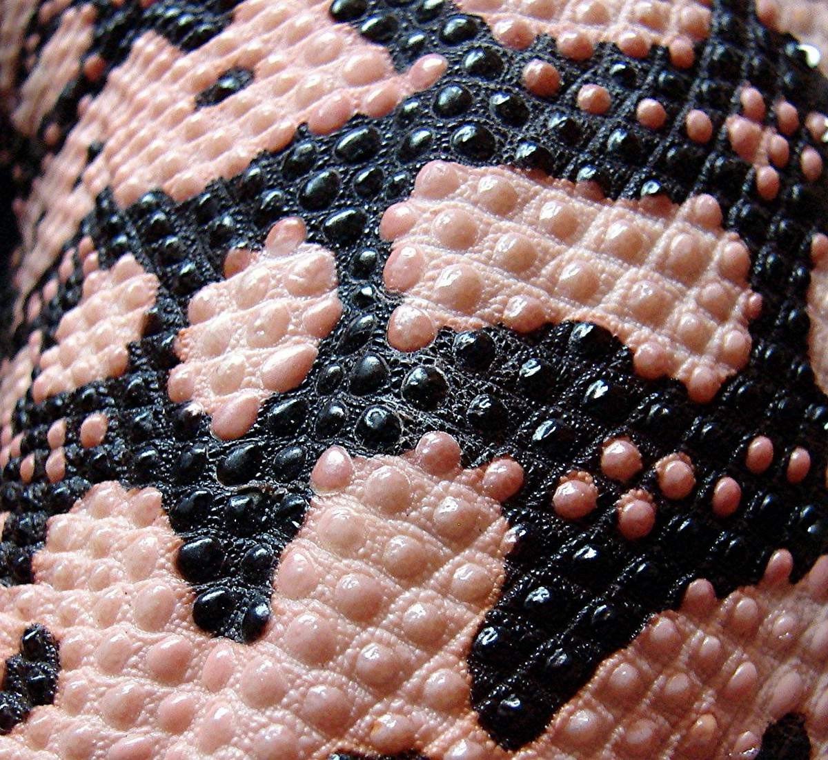 Вблизи кожа ядозуба напоминает массажный коврик.