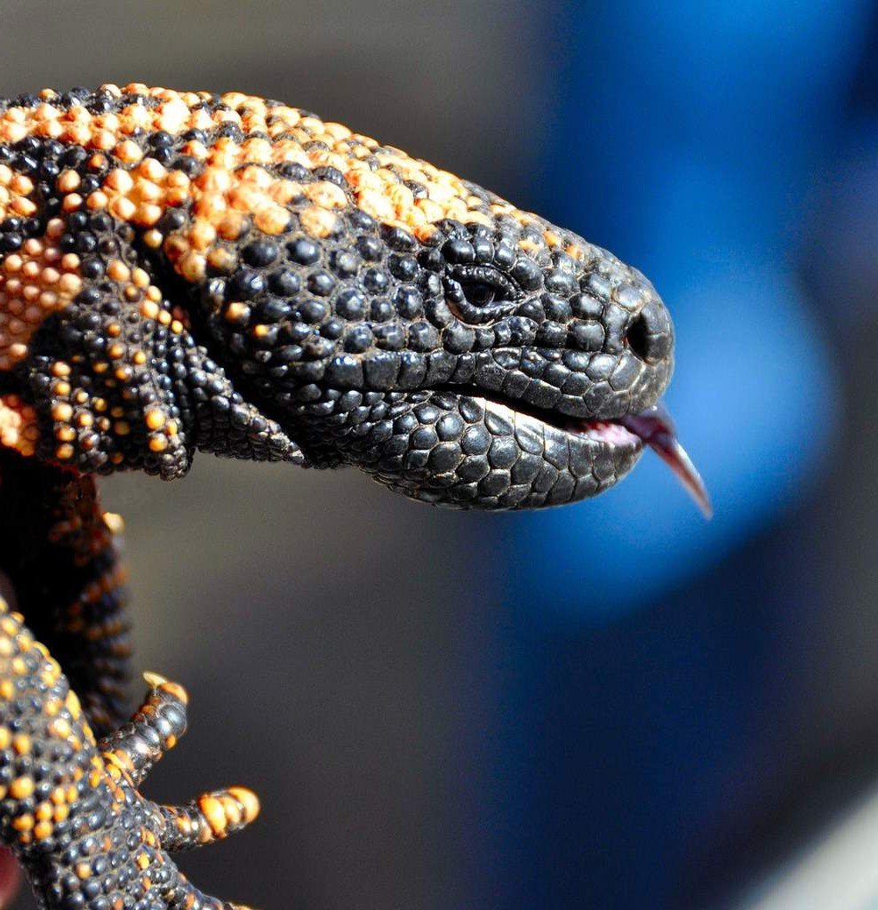 Яд животного обладает нервно-паралитическим действием.