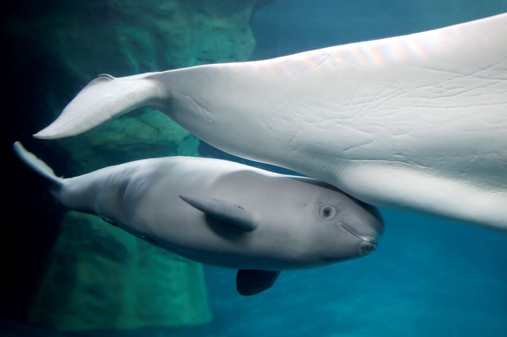 Детеныш белухи риадом с матерю. Детеныш белухи риадом с матерю.