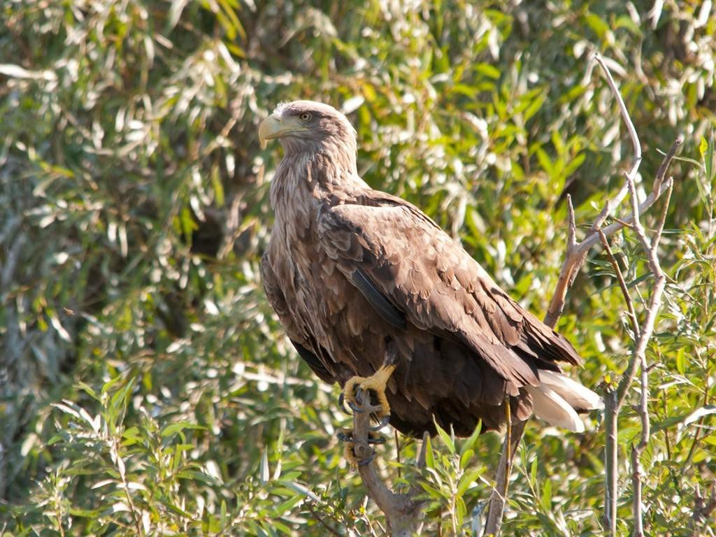 Внешний вид птицы серьезный, как и ее характер. Внешний вид птицы серьезный, как и ее характер.