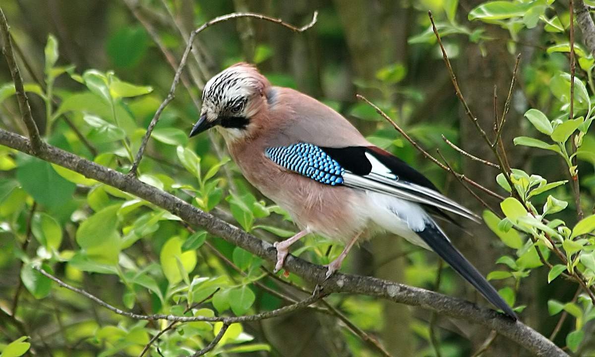 Сойки – несезонные птицы. Сойки – несезонные птицы.