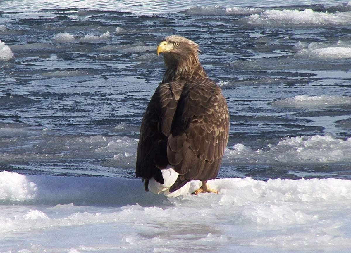 орел – птица северных широт. орел – птица северных широт.