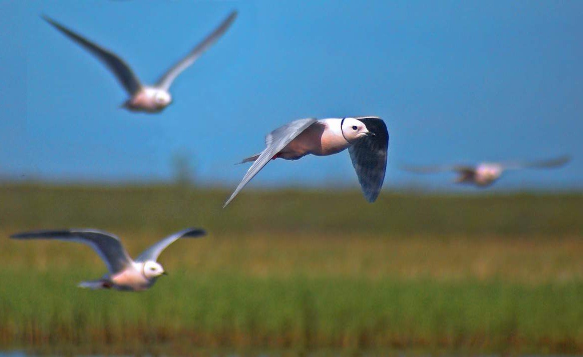 Чайки питаются морскими животными. Чайки питаются морскими животными.