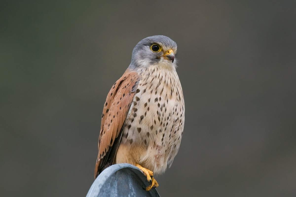 Пустельга — хищная птица.