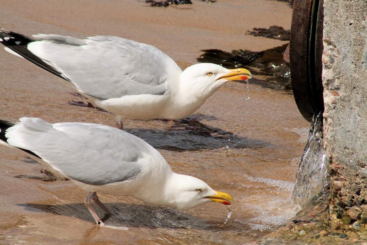 Чайки пьют воду.
