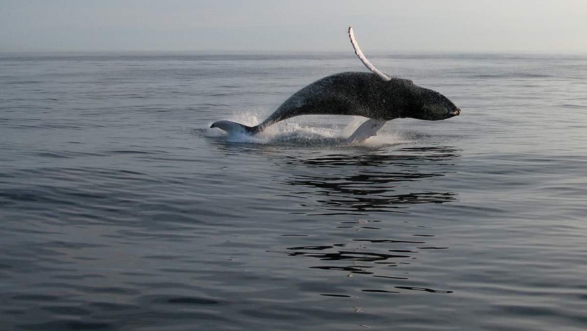 Главный враг этого кита – человек. Главный враг этого кита – человек.