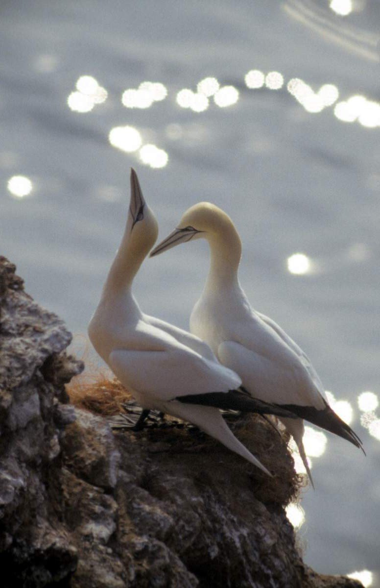 Пара олуш возле своего гнезда на отвесной скале. Пара олуш возле своего гнезда на отвесной скале.