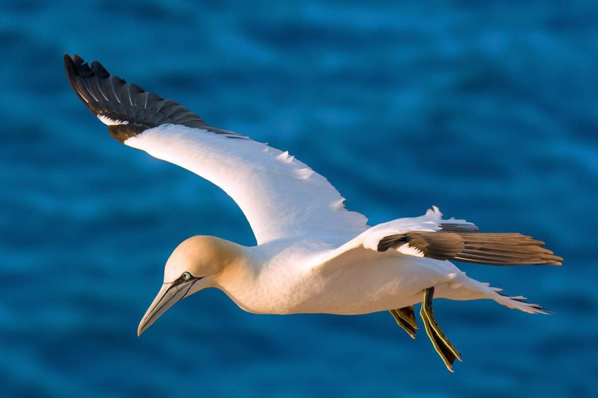 Полет олуши. Полет олуши.