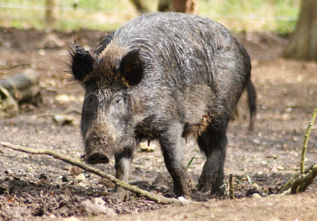 Дикие свиньи иногда опасны даже для человека.