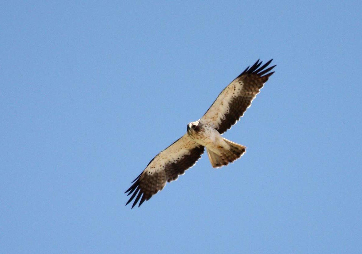 Этот вид орлов - настоящие хищники.