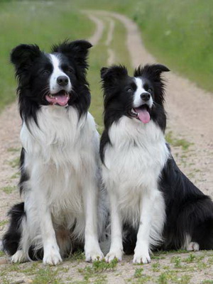 Бордер-колли - описание породы, особенности характера и содержания