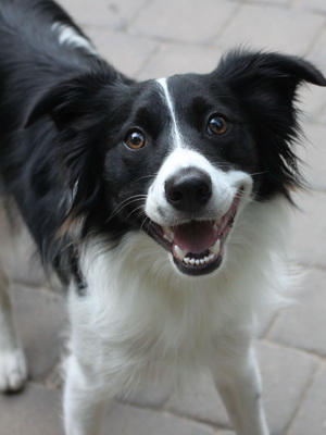 Бордер-колли - описание породы, особенности характера и содержания