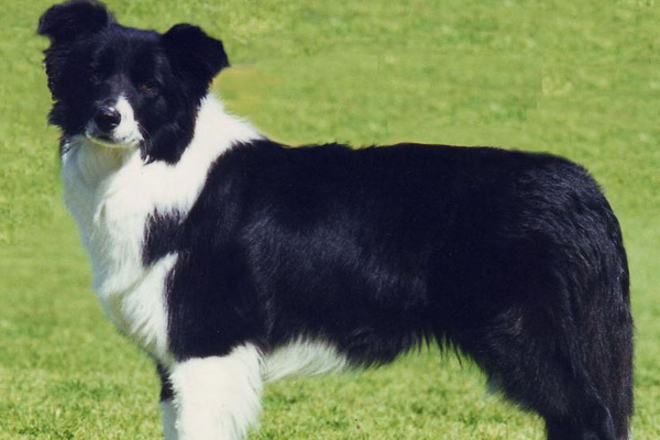 Бордер-колли - описание породы, особенности характера и содержания