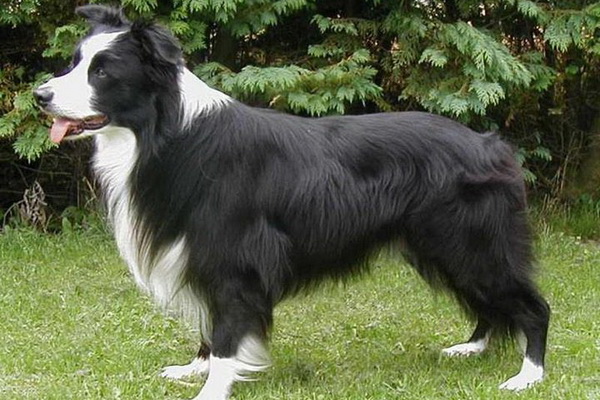 Бордер-колли - описание породы, особенности характера и содержания