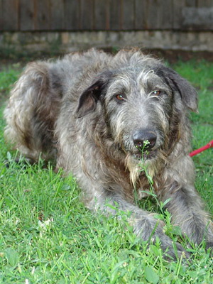 Дирхаунд: описание породы, особенности ухода и содержания