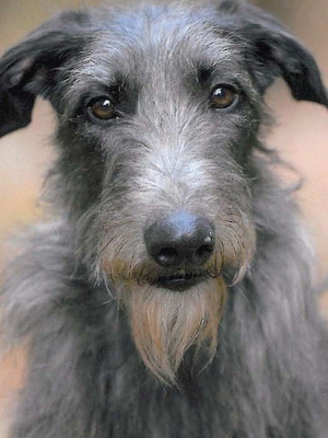 Дирхаунд: описание породы, особенности ухода и содержания