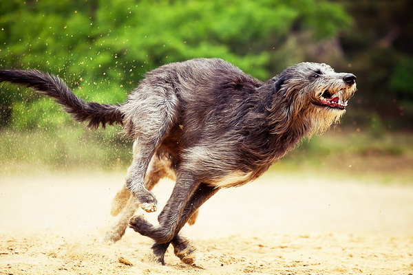 Дирхаунд: описание породы, особенности ухода и содержания