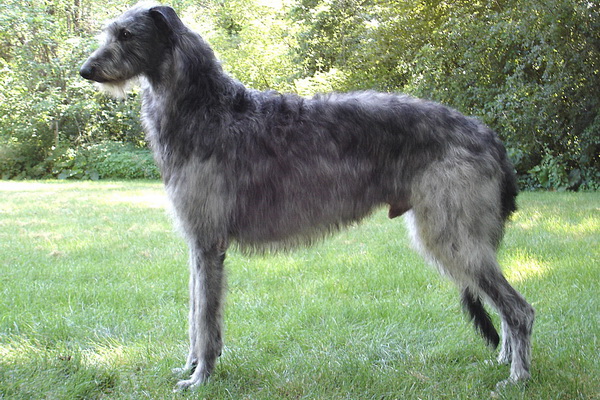 Дирхаунд: описание породы, особенности ухода и содержания