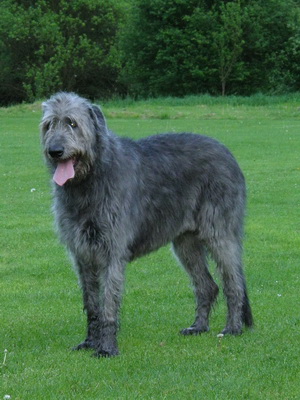 Дирхаунд: описание породы, особенности ухода и содержания