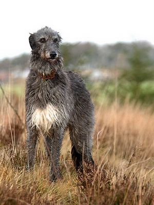 Дирхаунд: описание породы, особенности ухода и содержания
