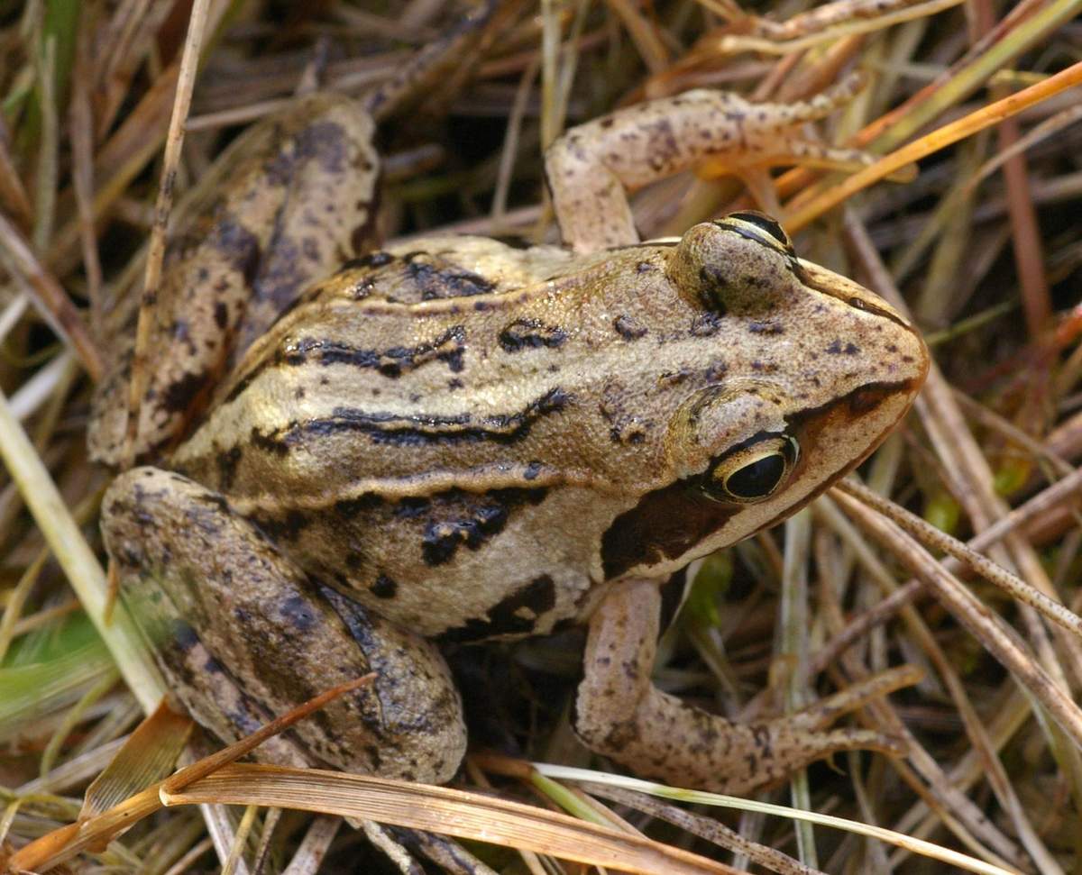 Остромордая лягушка предпочитает водоемы с большой растительностью. Остромордая лягушка предпочитает водоемы с большой растительностью.