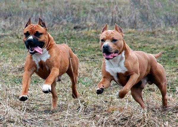 Стаффордширский терьер-Описание и особенности породы-6