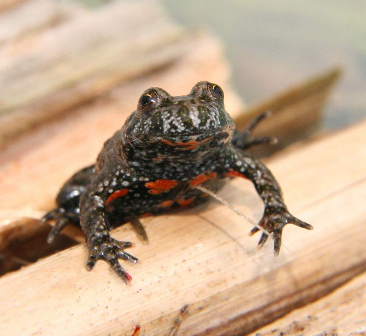 Жерлянки доживают до 29 лет - это рекорд среди лягушек.