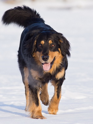 Ховаварт - описание породы