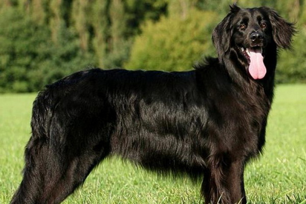 Ховаварт - описание породы