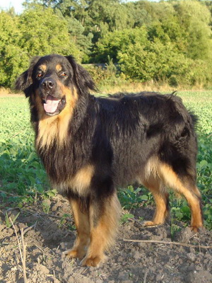 Ховаварт - описание породы