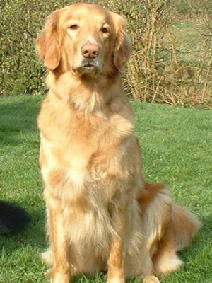 Ховаварт - описание породы