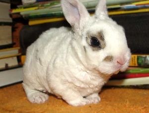 Стоимость карлика рекса Стоимость карлика рекса