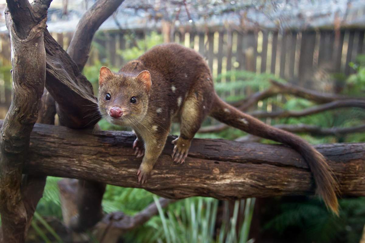 Сумчатые куницы - обладатели длинного хвоста.